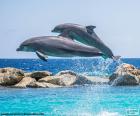 Dois golfinhos fazendo um salto grande