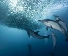 pesca de sardinha do golfinho