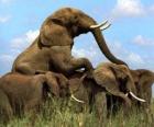 Grupo de elefantes, grandes dentes