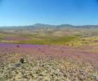 O deserto de Atacama, no Chile florida