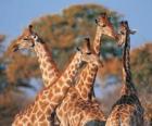 Grupo de quatro girafa