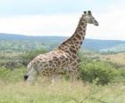 Girafa olhando a paisagem