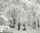 Uma floresta completamente coberto de neve no inverno