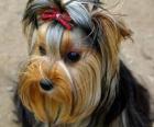 Yorkshire Terrier, também chamada york e yorkie, é uma raça canina de pequeno porte do grupo dos terriers