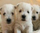 Filhotes de cachorro, West Highland White Terrier