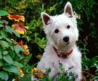 West Highland White Terrier é uma raça de cães oriunda da Escócia