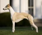 Whippet uma raça canina do grupo dos galgos oriunda do Reino Unido