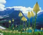 Paisagem agradável, com flores em primeiro plano