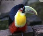 O tucano é um pássaro de penas e bico de cores muito marcantes