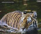 Tiger em água