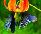 Duas borboletas em uma flor