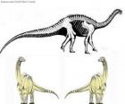 O zizhongosaurio foi um pequeno saurópode que atingiu o 9,00 metros, 2.5 altura e 8 toneladas de peso