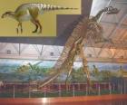 O Zhuchengosaurus é um do maior conhecido hadrosaurids