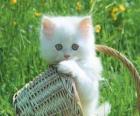Gatinho branco bonito
