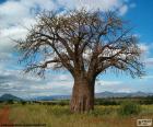 A Baobá ou imbondeiro (Adansonia digitata), é uma grande árvore africano