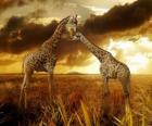 Duas girafas ao entardecer