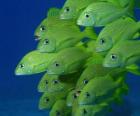 Grupo de peixes verde