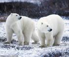 Ursos polares