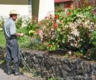 Jardineiro rega na primavera