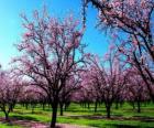 Árvores de amêndoa de floração na Primavera