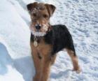 Welsh Terrier originou-se no país de Gales