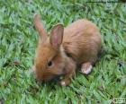 Pequeno coelho marrom no jardim
