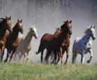 Manada de cavalos correndo através da pradaria