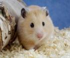 Hamster, roedores usados como animais de estimação e animais de laboratório