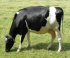Vaca de leiteria pastando