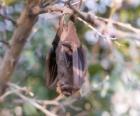 Um morcego dormindo pendurado no galho