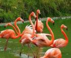 Flamingos na água, grandes aves aquáticas com plumagem cor de rosa