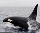 Orca, a baleia assassina