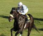 Cavalo e jóquei em uma corrida de cavalos na pista