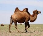 Camelo, animal ruminante sem cornos com duas corcovas, como o armazenamento de gordura