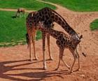 Girafa adulta e girafa bebê