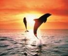 Golfinhos por do sol