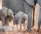 Mãe controlando o pequeno elefante
