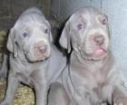 Cachorro da Weimaraner