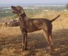 Weimaraner é uma raça canina oriunda da Alemanha