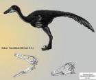 Zanabazar junior é um do maior conhecido Troodontidae, com um crânio de 272 mm