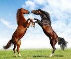 Dois cavalos empinados