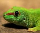 Lagarto verde