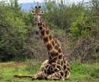 Girafa descansando