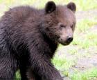 Filhote de urso-pardo pode ser encontrado em algumas florestas da Europa, Ásia e América do Norte