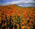 Floresta em Quebec, Canadá