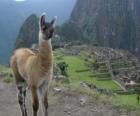 Lhama, o animal mais conhecido do antigo Império Inca