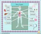 Órgãos do corpo humano em inglês