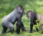 Dois gorilas jovens andando de quatro patas
