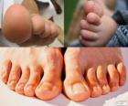 Os dedos dos pés