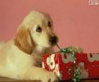 Cachorro brincando com uma fita de um presente